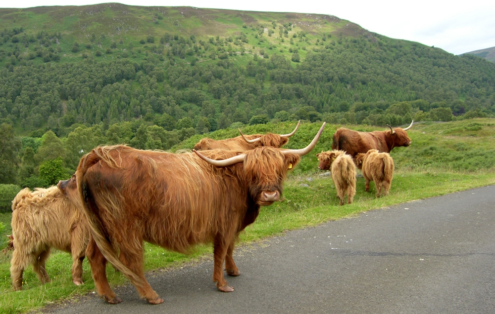 [Meggernie+Highland+Cattle.jpg]