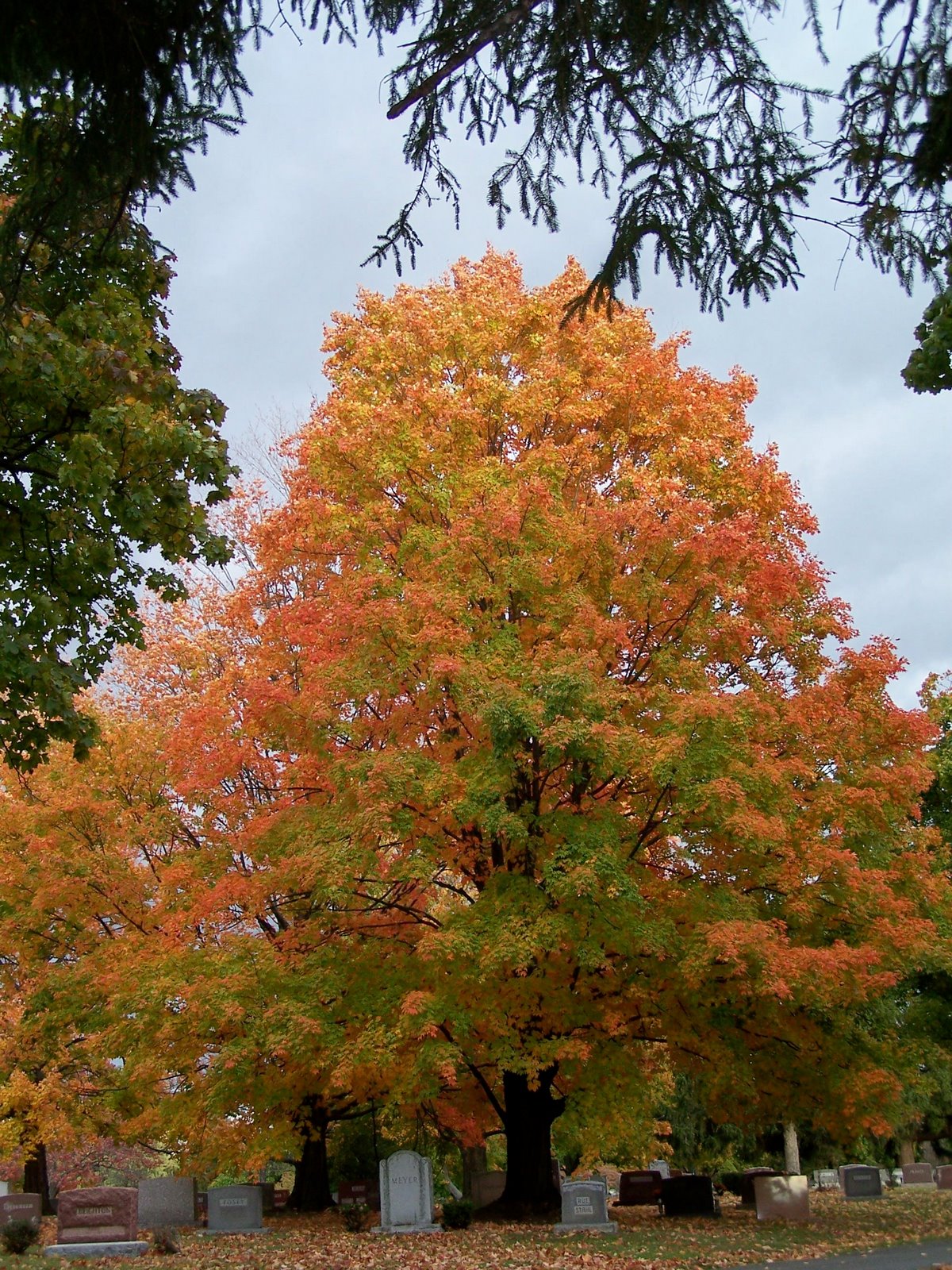 [Oct.+26+favorite+tree.jpg]