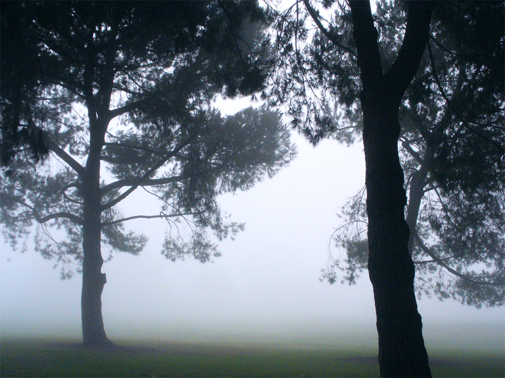 [foggy+trees+copy.jpg]