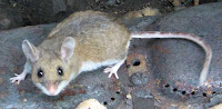 Peromyscus maniculatus (Deer mouse, Vermont)
