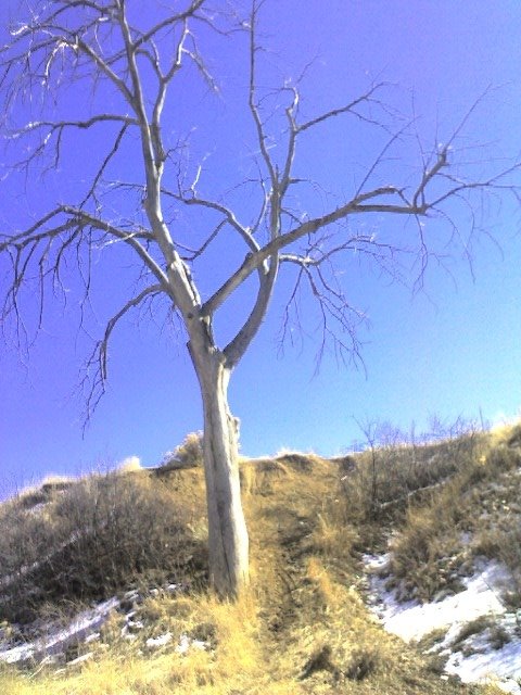 [tree.JPG]