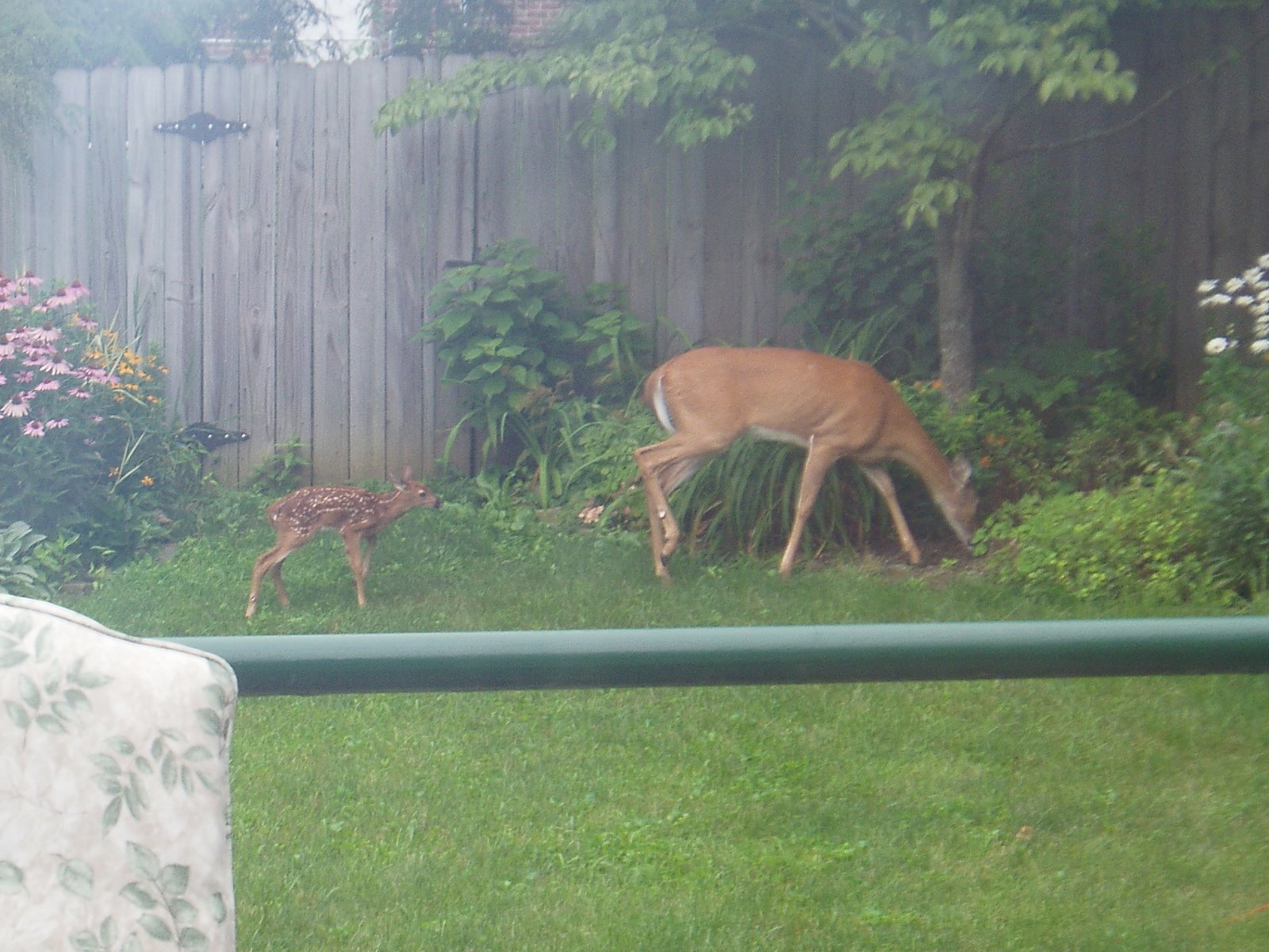 [Deer+in+the+backyard.jpg]