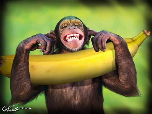 [banana+e+chimp.jpg]