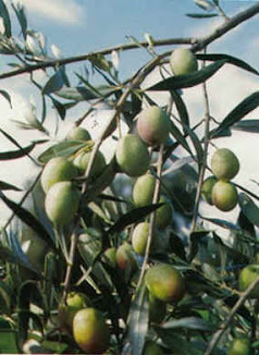 ramo d'olivo