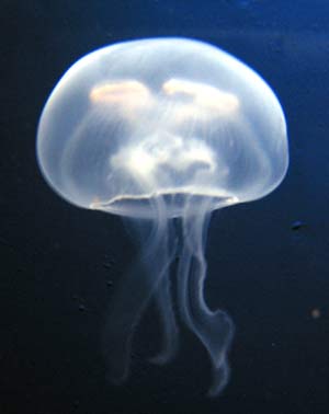 [medusa.jpg]