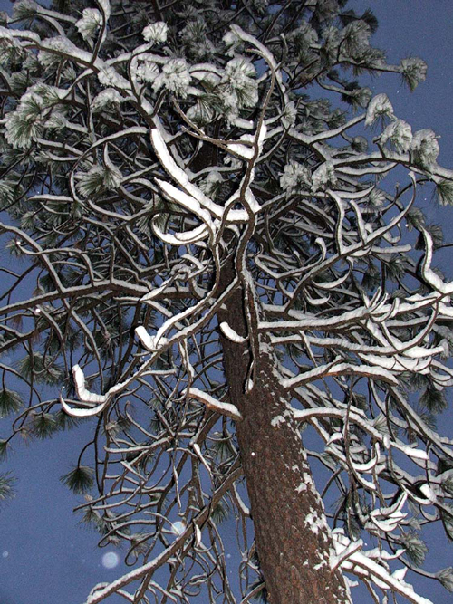 [01-12_23_2007_snowy_tree.jpg]