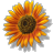 [Sunflower.gif]