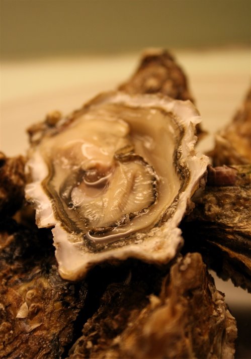 [oysters.jpg]