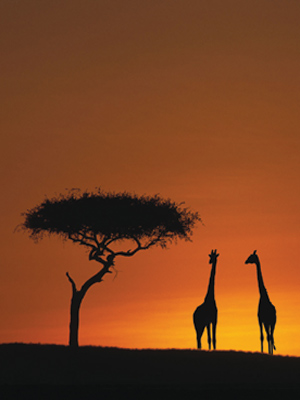 [Southern Africa Homepage Exciting Safari 2.jpg]
