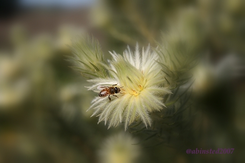 [bee+on+a+plant+that+looks+soft.jpg]