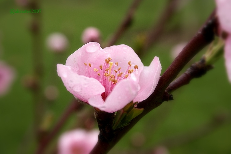 [blossom-peacherine.jpg]