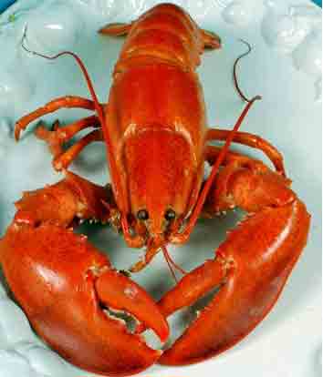 [lobster1.jpg]