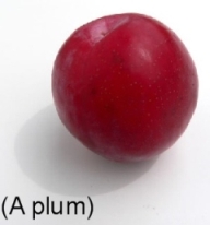 [a+plum.jpg]
