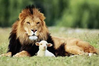 [lion-and-the-lamb-1.jpg]