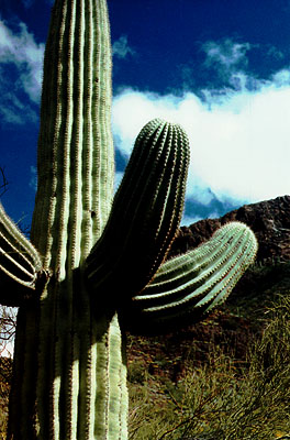 [saguaro-sky.jpg]