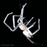 [Small-White-Common-House-Spider-4-thumb.jpg]