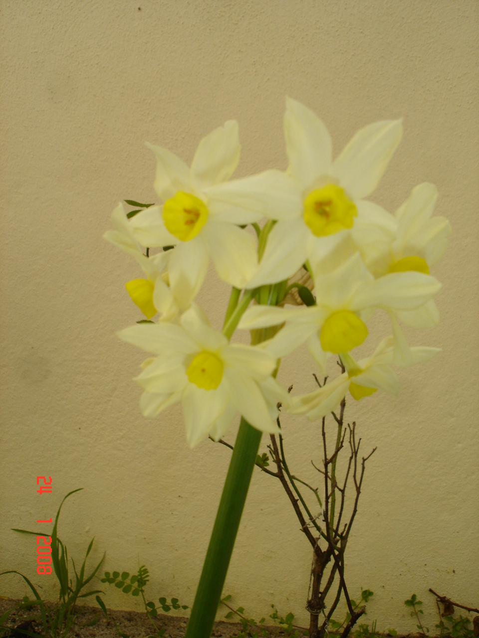 [flores+004.JPG]