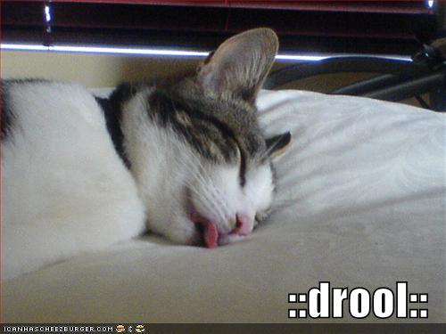 [funny-pictures-sleeping-drooling-cat.jpg]