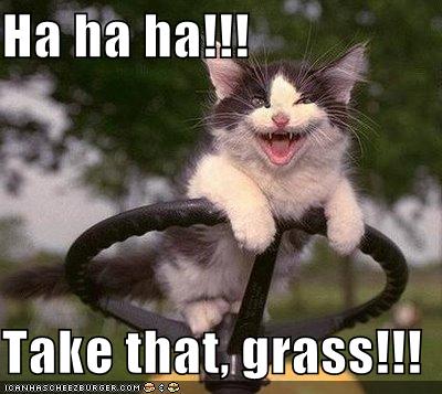 [funny-pictures-kitten-punishes-grass-with-your-lawnmower.jpg]
