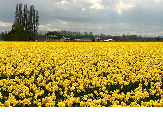 [daffodil+field.JPG]