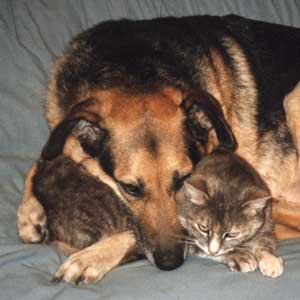 [cats+and+dogs.jpg]