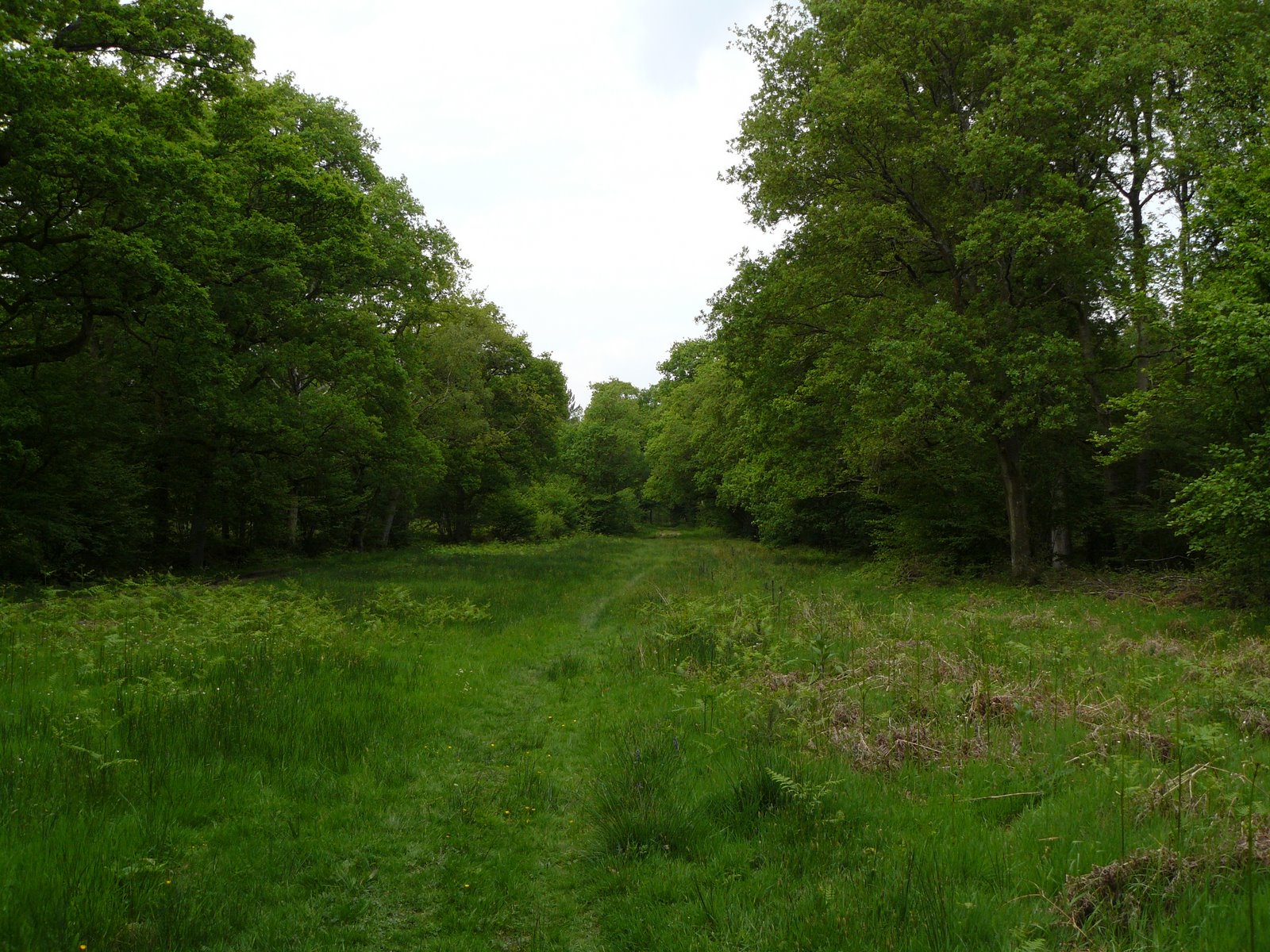[Baughurst+woodland+path.jpg]