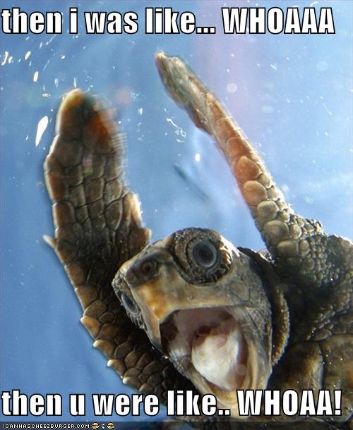 [funny-pictures-finding-nemo-surfer-turtle.jpg]