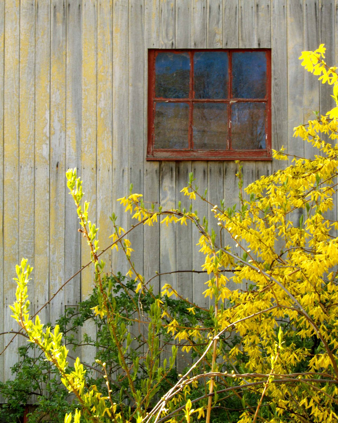 [Forsythia-&-barn-window-lr2.jpg]