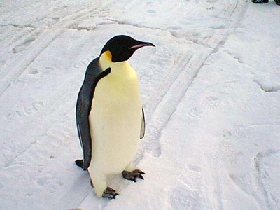 [pinguino.jpg]