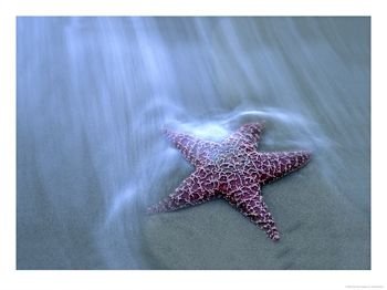 [Harris-Beach-Starfish-Oregon-Photographic-Print-C12437248.jpeg]
