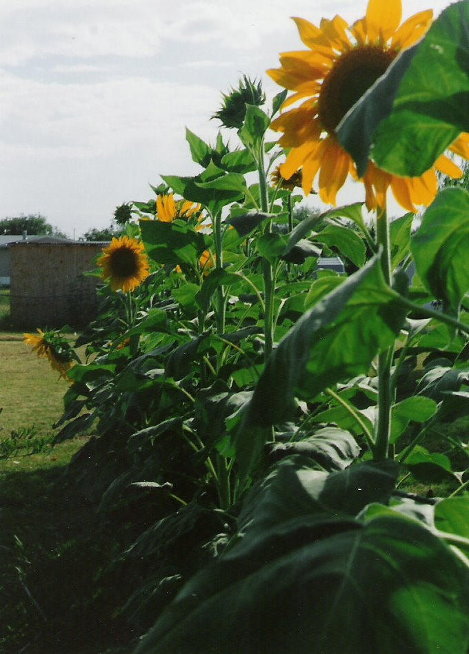 [row+of+giant+sunflowers.jpg]