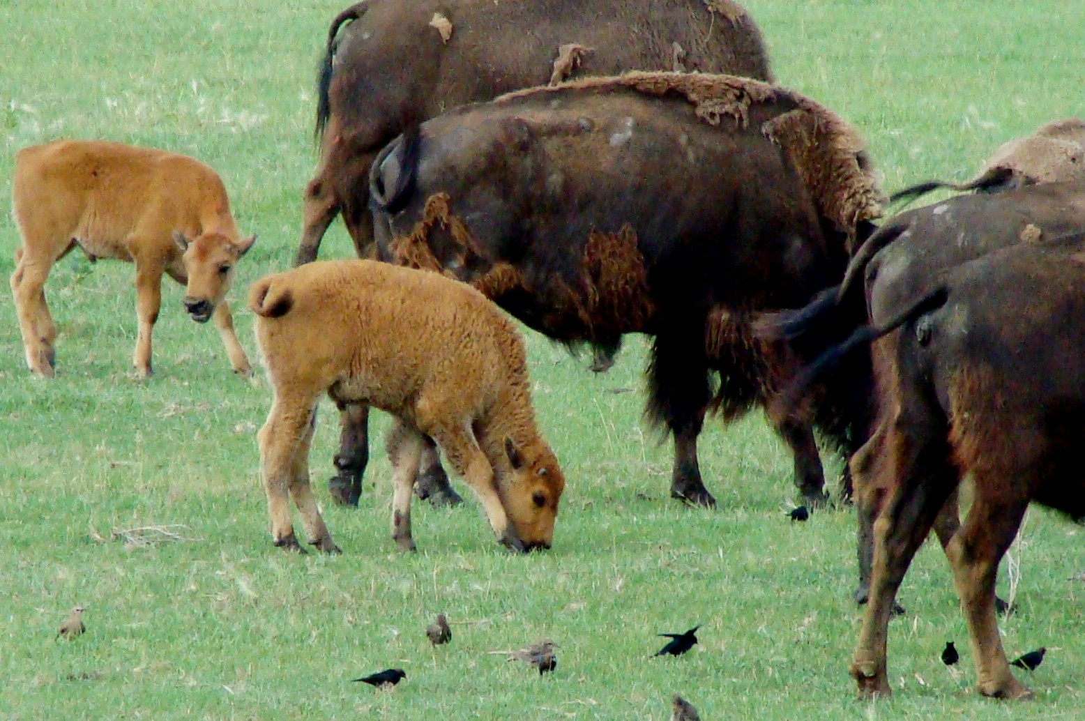 [Buffalo+and+Birds+2+calves.jpg]