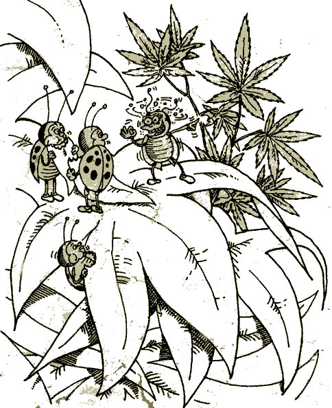 [marijuana-bugs.jpg]