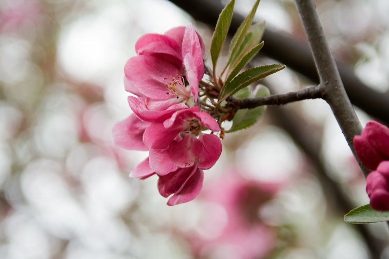 [cherry-blossom-tree-flowers.jpg]