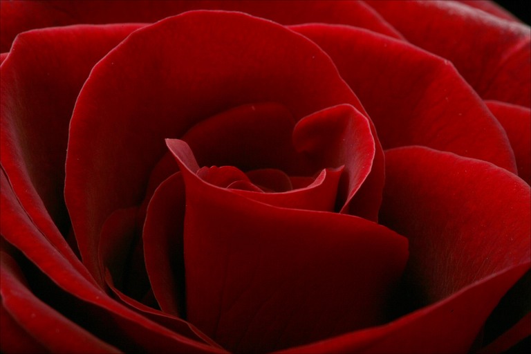 [rosa+vermelha.jpg]