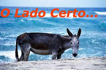 [burro+na+Costa+.jpg]