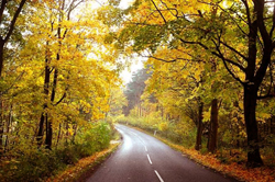 [Autumn+road.jpg]