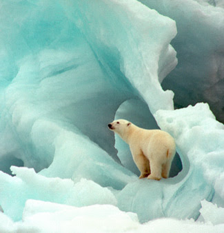 ice and polar bear