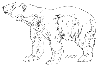 sketch-polar bear