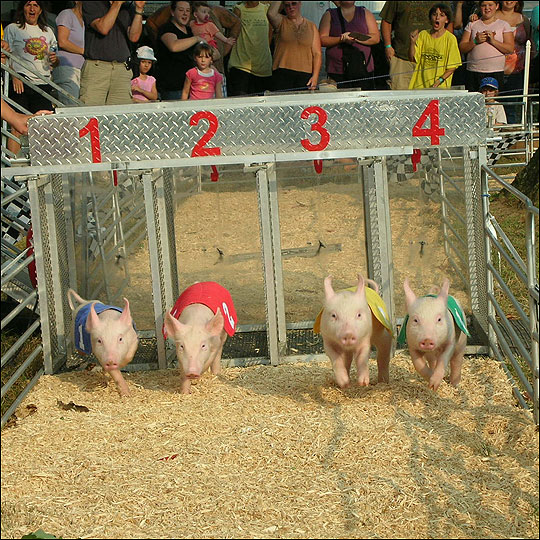 [pig+race-+NPR+Laura+Krantz.jpg]