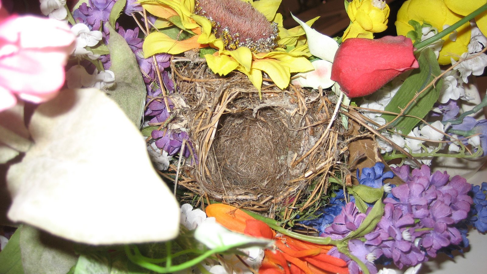 [bird's+nest+001.jpg]