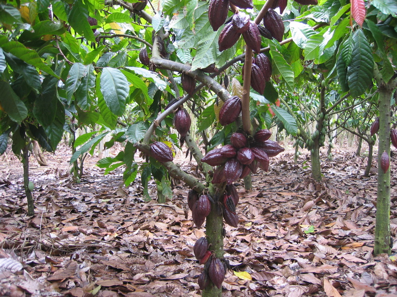 [cacaofruit.jpg]