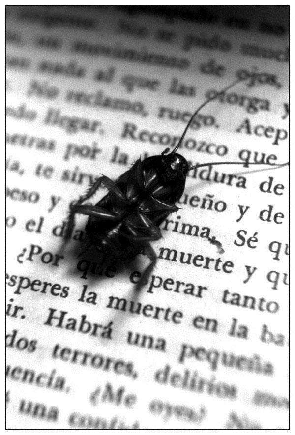 [Cucaracha.jpg]