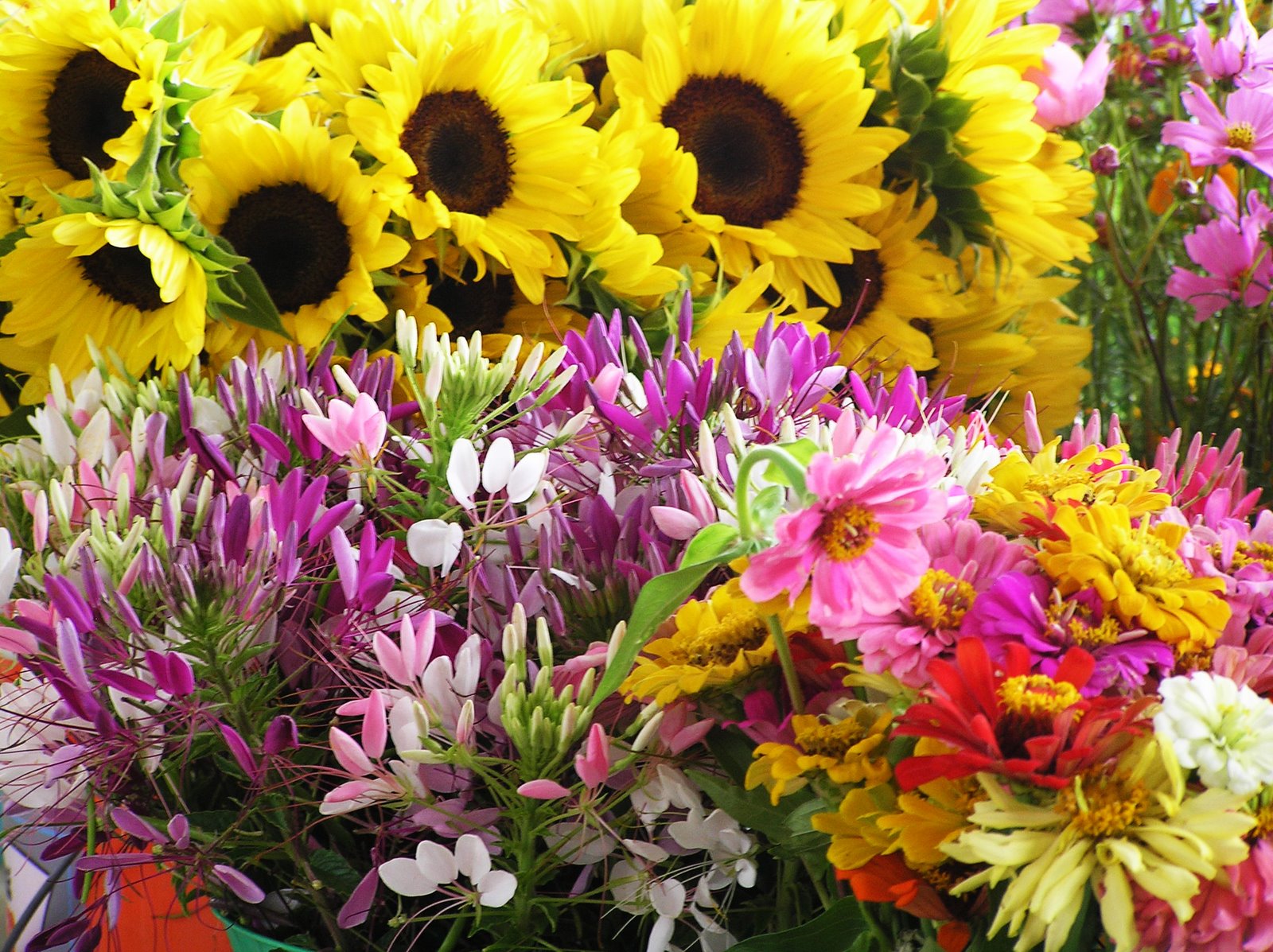 [farmers+market+flowers.jpg]