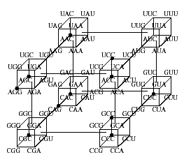 [6cubeGeneticCode(pw.hyperdiamondphysic)(tony+smith).gif]