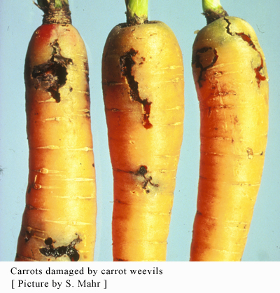 [carrots_damaged.jpg]