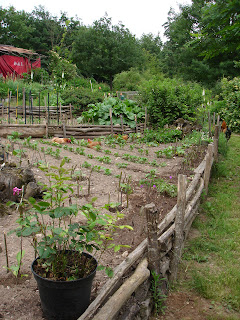 Early June organic vegetables in the potager