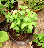 Stevia Plant growing well in a pot