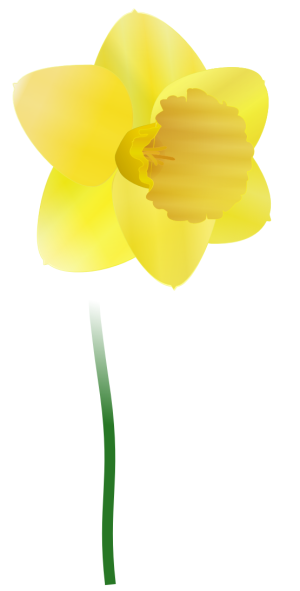 [daffodil.png]