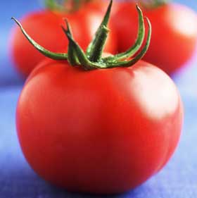 [tomatoes-1.jpg]